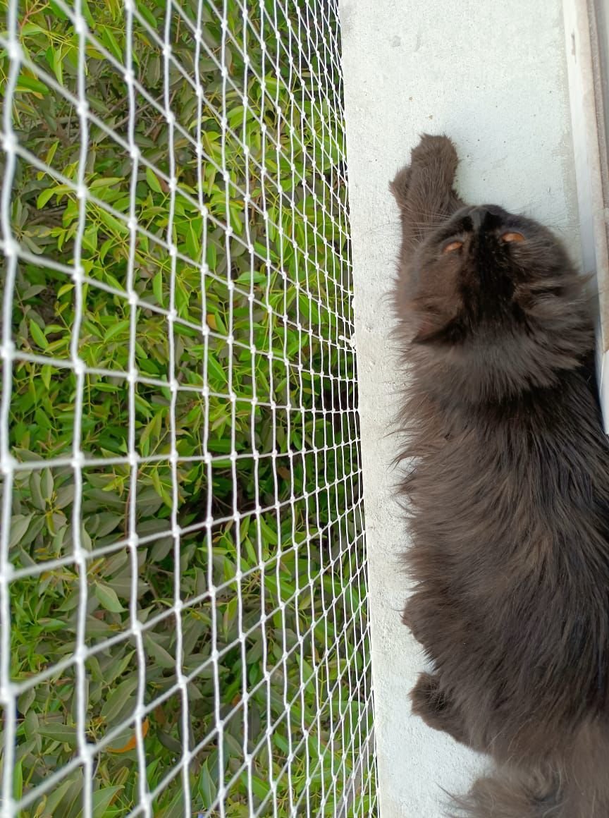 Bird net installation 3